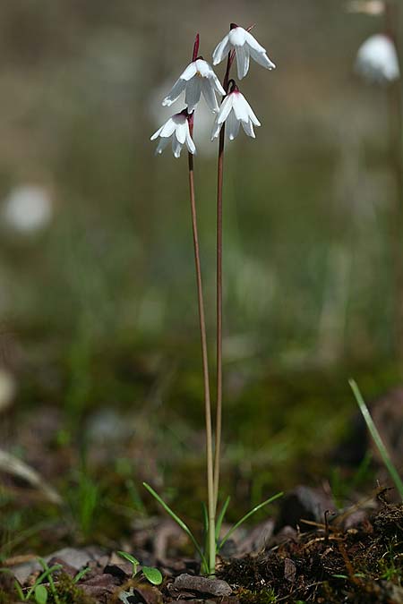Acis autumnalis \ Herbst-Knotenblume, Sardinien Iglesiente 1.11.2012 (Photo: Helmut Presser)