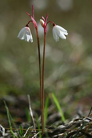 Acis autumnalis \ Herbst-Knotenblume, Sardinien Iglesiente 1.11.2012 (Photo: Helmut Presser)