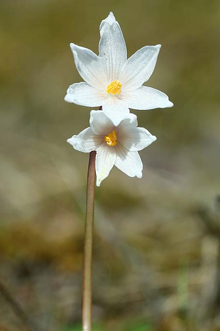 Acis autumnalis \ Herbst-Knotenblume, Sardinien Iglesiente 1.11.2012 (Photo: Helmut Presser)
