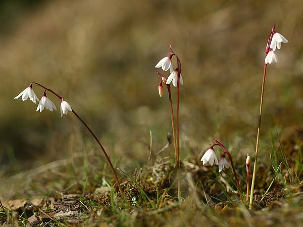 Acis autumnalis \ Herbst-Knotenblume, Sardinien Iglesiente 1.11.2012 (Photo: Helmut Presser)