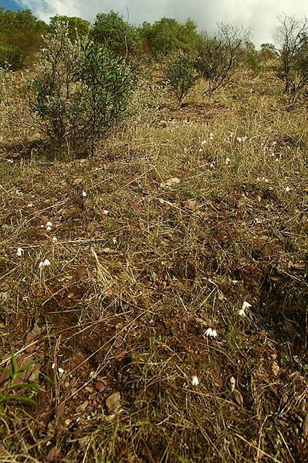 Acis autumnalis \ Herbst-Knotenblume, Sardinien Iglesiente 1.11.2012 (Photo: Helmut Presser)