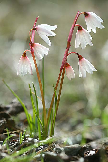 Acis autumnalis \ Herbst-Knotenblume, Sardinien Iglesiente 1.11.2012 (Photo: Helmut Presser)