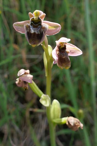 Ophrys bombyliflora x neglecta, Sardinien/Sardinia,  Domusnovas 25.4.2023 (Photo: Jan Kocna)