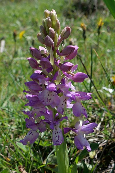 Orchis ichnusae x provincialis, Sardinien/Sardinia,  Laconi 23.4.2023 (Photo: Jan Kocna)