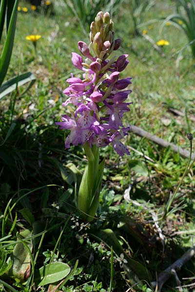 Orchis ichnusae x provincialis, Sardinien/Sardinia,  Laconi 23.4.2023 (Photo: Jan Kocna)