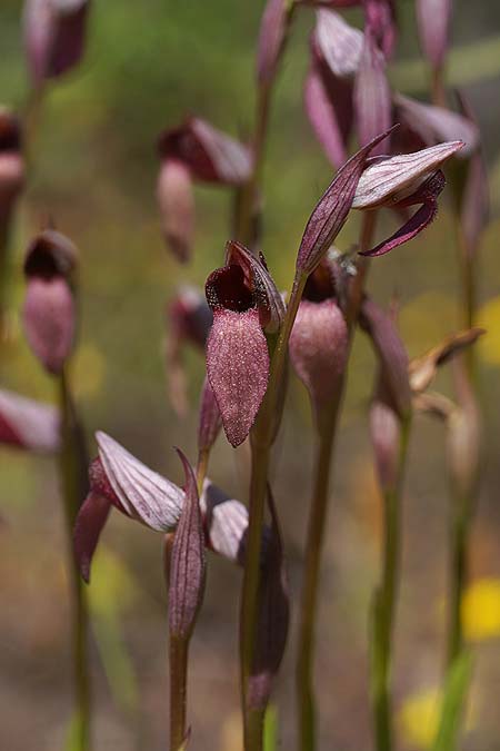 Serapias lingua x parviflora, Sardinien/Sardinia,  Buggerru 22.4.2026 (Photo: Helmut Presser)