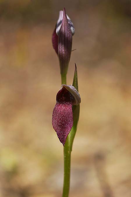 Serapias lingua x parviflora, Sardinien/Sardinia,  Buggerru 22.4.2026 (Photo: Helmut Presser)