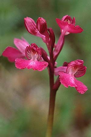 Anacamptis longicornu x papilionacea subsp. papilionacea, Sardinien/Sardinia,  Luogosanto 3.4.2000 
