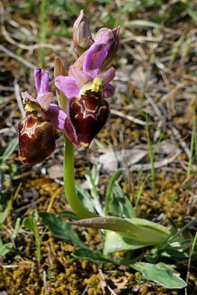 Ophrys morisii x neglecta, Sardinien/Sardinia,  Laconi 23.4.2023 (Photo: Jan Kocna)