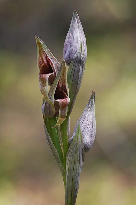 Serapias nurrica subsp. santuingensis / Santu 'Engio Serapias, Sardinia,  Buggerru 20.4.2026 (Photo: Helmut Presser)