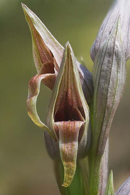 Serapias nurrica subsp. santuingensis / Santu 'Engio Serapias, Sardinia,  Buggerru 20.4.2026 (Photo: Helmut Presser)
