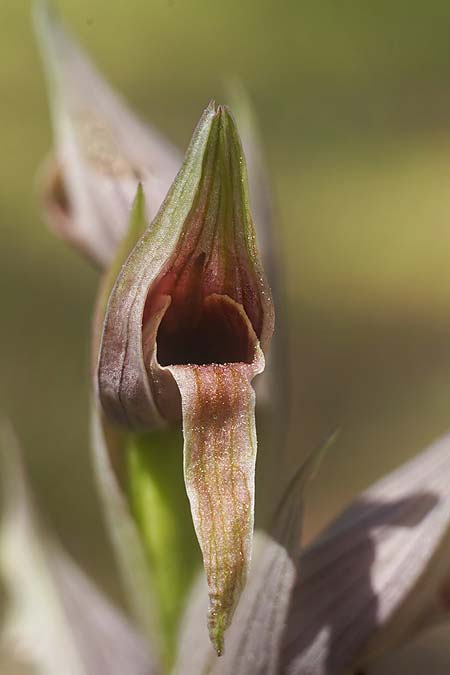 Serapias nurrica subsp. santuingensis / Santu 'Engio Serapias, Sardinia,  Buggerru 20.4.2026 (Photo: Helmut Presser)