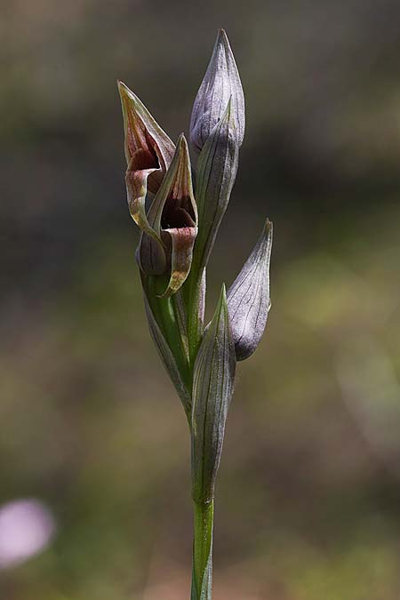 Serapias nurrica subsp. santuingensis / Santu 'Engio Serapias, Sardinia,  Buggerru 20.4.2026 (Photo: Helmut Presser)