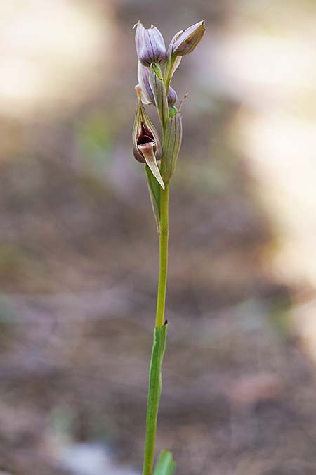 Serapias nurrica subsp. santuingensis / Santu 'Engio Serapias, Sardinia,  Buggerru 20.4.2026 (Photo: Helmut Presser)
