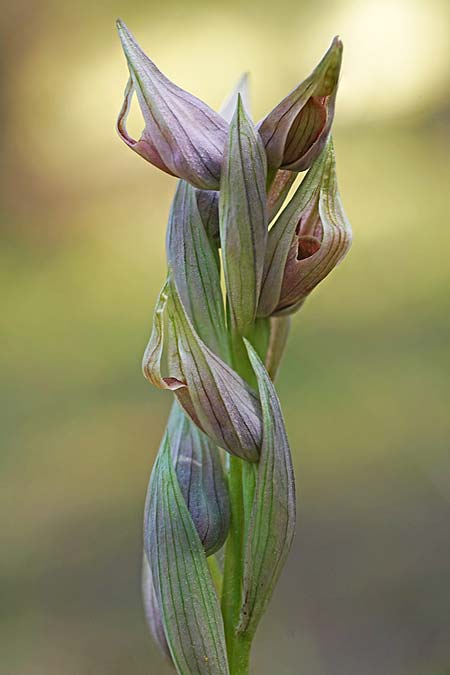 Serapias nurrica subsp. santuingensis / Santu 'Engio Serapias, Sardinia,  Buggerru 20.4.2026 (Photo: Helmut Presser)