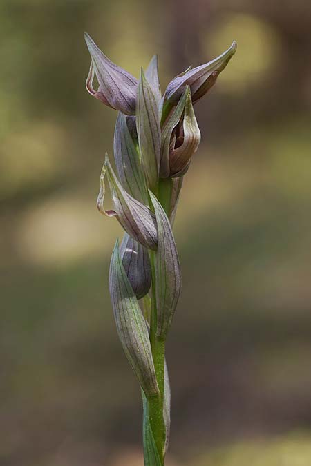 Serapias nurrica subsp. santuingensis / Santu 'Engio Serapias, Sardinia,  Buggerru 20.4.2026 (Photo: Helmut Presser)