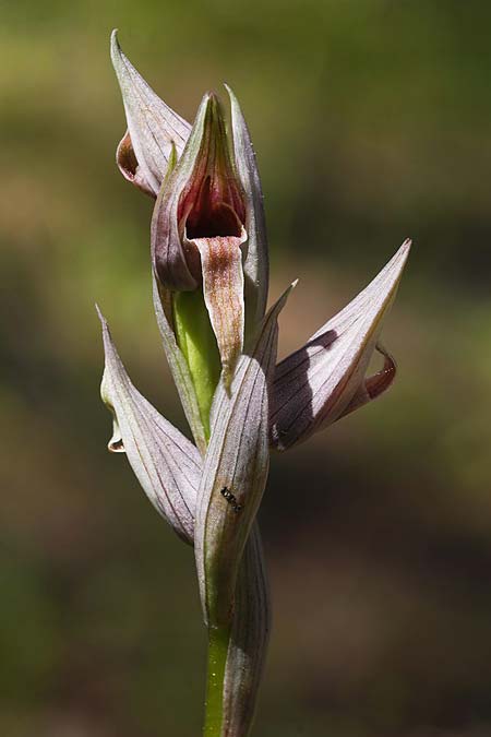 Serapias nurrica subsp. santuingensis / Santu 'Engio Serapias, Sardinia,  Buggerru 20.4.2026 (Photo: Helmut Presser)