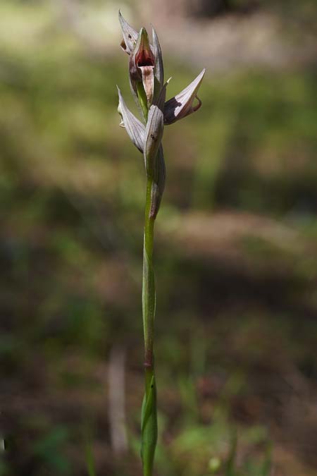 Serapias nurrica subsp. santuingensis / Santu 'Engio Serapias, Sardinia,  Buggerru 20.4.2026 (Photo: Helmut Presser)