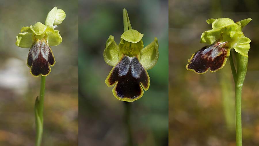 Ophrys ortuabis / Ortuabis Bee Orchid (Locus classicus), Sardinia,  Ortuabis 8.4.2026 (Photo: Helmut Presser)