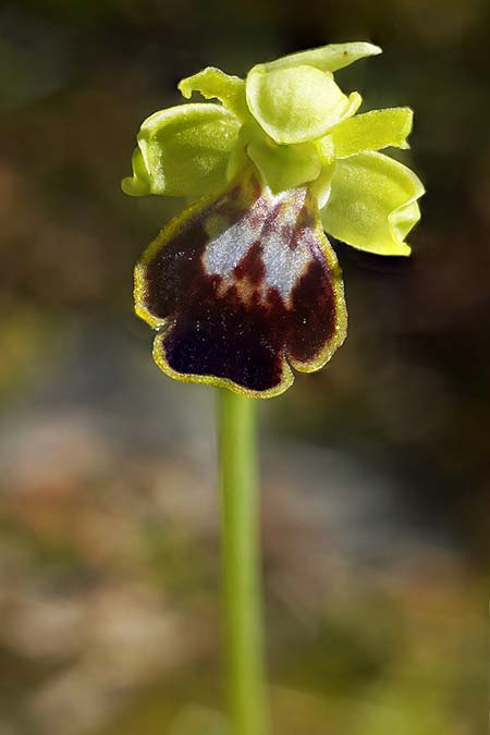 Ophrys ortuabis / Ortuabis Bee Orchid (Locus classicus), Sardinia,  Ortuabis 8.4.2026 (Photo: Helmut Presser)