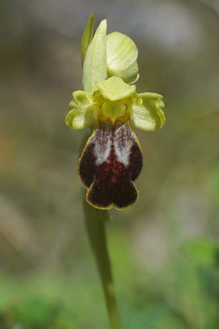 Ophrys ortuabis / Ortuabis Bee Orchid (Locus classicus), Sardinia,  Ortuabis 8.4.2026 (Photo: Helmut Presser)