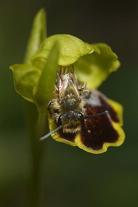 Ophrys ortuabis \ Ortuabis-Ragwurz / Ortuabis Bee Orchid, Sardinien/Sardinia,  Ortuabis 8.4.2026 