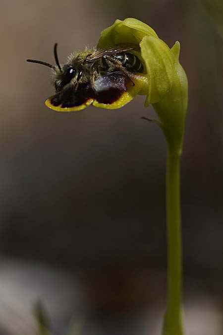 Ophrys ortuabis \ Ortuabis-Ragwurz / Ortuabis Bee Orchid, Sardinien/Sardinia,  Ortuabis 8.4.2026 