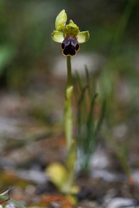 Ophrys ortuabis / Ortuabis Bee Orchid (Locus classicus), Sardinia,  Ortuabis 8.4.2026 (Photo: Helmut Presser)