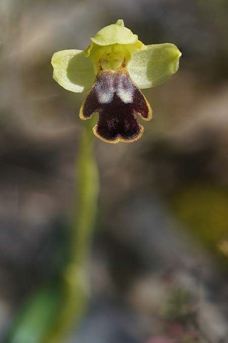 Ophrys ortuabis / Ortuabis Bee Orchid (Locus classicus), Sardinia,  Ortuabis 8.4.2026 (Photo: Helmut Presser)