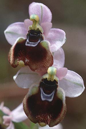 Ophrys neglecta \ Italienische Wespen-Ragwurz, Sardinien,  Porto Pino 9.4.2000 