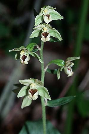 Epipactis tremolsii / Tremols' Helleborine (?), Sardinia,  Ogliastra,Ussassai 19.5.2001 