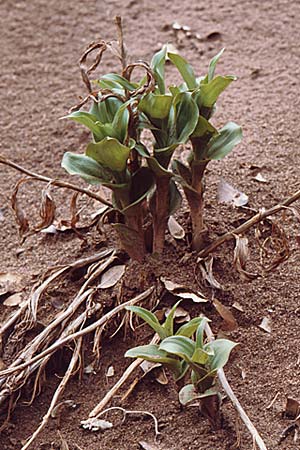 Epipactis tremolsii / Tremols' Helleborine (?), Sardinia,  Domusnovas 8.4.2000 
