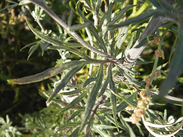 Artemisia vulgaris var. coarctata \ Komprimierter Beifu� / Compressed Mugwort, S &Ouml;land, F&auml;rjestaden 7.8.2009
