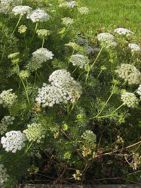 Ammi visnaga \ Bischofskraut, Zahnstocher-Ammei / Khella, S Botan. Gar.  Universit.  Uppsala 28.8.2010