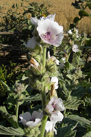 Althaea officinalis \ Eibisch, S Glimmingehus 6.8.2009