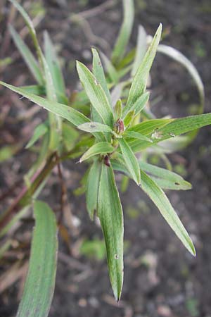 Pentanema ensifolium / Swordleaf Inula, S Västers 29.8.2010