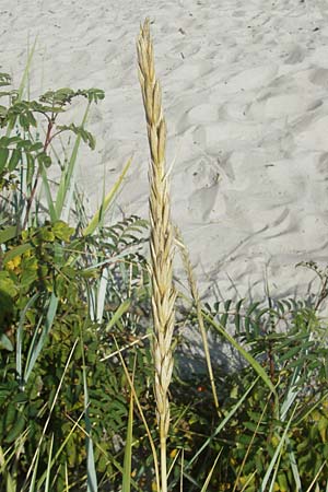 Leymus arenarius \ Strand-Roggen, S Beddinge Strand 5.8.2009