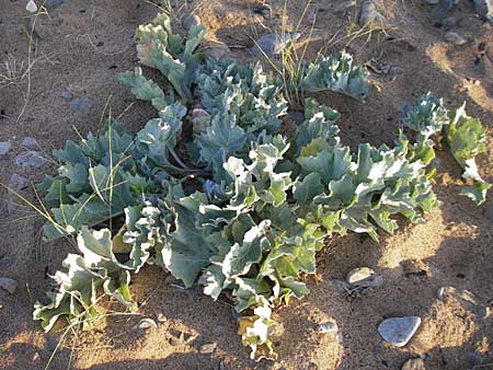 Crambe maritima \ Ksten-Meerkohl, Strandkohl / Sea Kale, S Simrishamn 6.8.2009