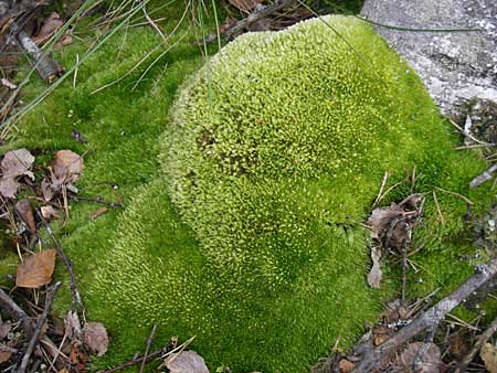 Leucobryum glaucum \ Wei-Moos / White Cushion Moss, S Store Mosse 12.8.2009