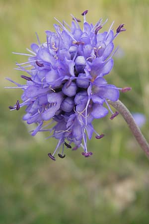Succisa pratensis / Devil's-bit Scabious, S Fjärs Bräcka 5.8.2010