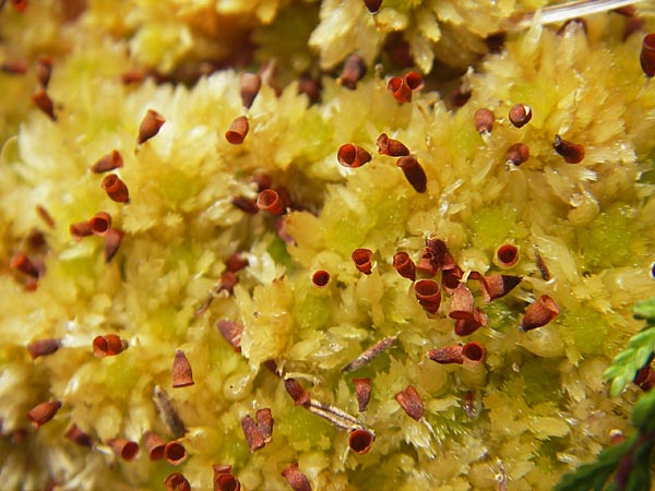 Sphagnum pulchrum ? \ Schnes Torfmoos / Beautiful Sphagnum, S Orust 7.8.2010