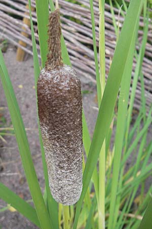 Typha shuttleworthii \ Shuttleworths Rohrkolben, Silber-Rohrkolben, S Botan. Gar.  Universit.  Uppsala 28.8.2010