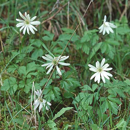 Anemone apennina \ Apennin-Windr�schen, Sizilien Piano Zucchi 1.5.1998