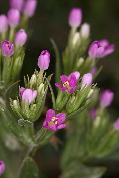 Centaurium tenuiflorum \ Vielbltiges Tausendgldenkraut / Slender Centaury, Sizilien/Sicily Trapani 21.4.2016 (Photo: Uwe & Katja Grabner)