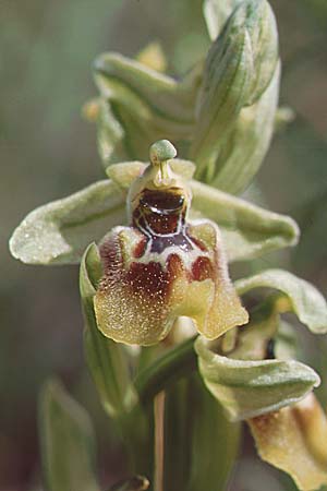 Ophrys biancae \ Biancas Ragwurz / Bianca's Orchid, Sizilien/Sicily,  Ferla 11.4.1999 