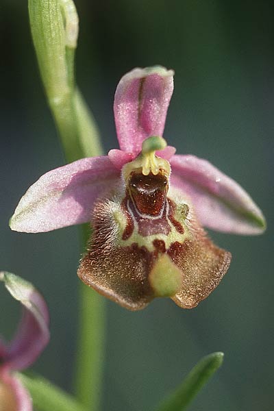 Ophrys biancae x calliantha, Sizilien/Sicily,  Ferla 26.4.1998 