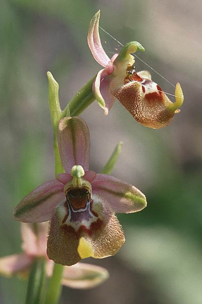 Ophrys biancae x calliantha, Sizilien/Sicily,  Ferla 26.4.1998 