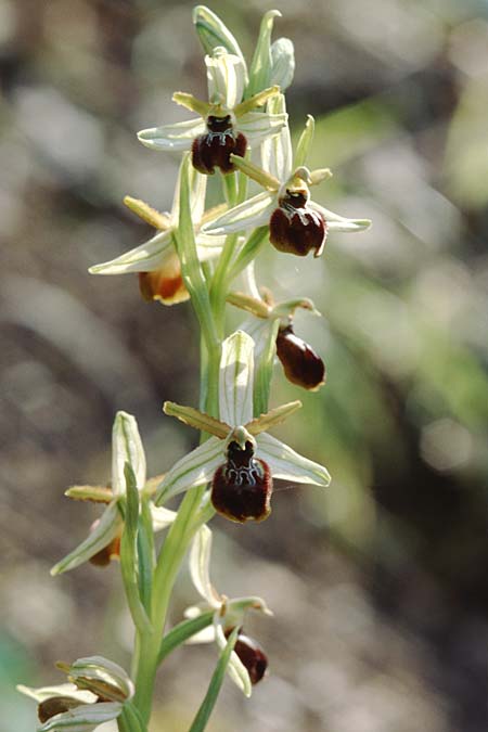 Ophrys exaltata subsp. exaltata / Raised Bee Orchid, Sicily,  Isnello 6.4.1998 