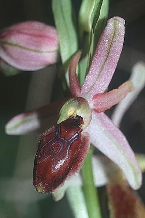 Ophrys exaltata subsp. exaltata / Raised Bee Orchid, Sicily,  Niscemi 11.3.2002 