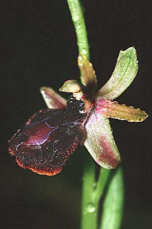 Ophrys explanata x garganica subsp. garganica, Sizilien/Sicily,  Enna 12.4.1999 